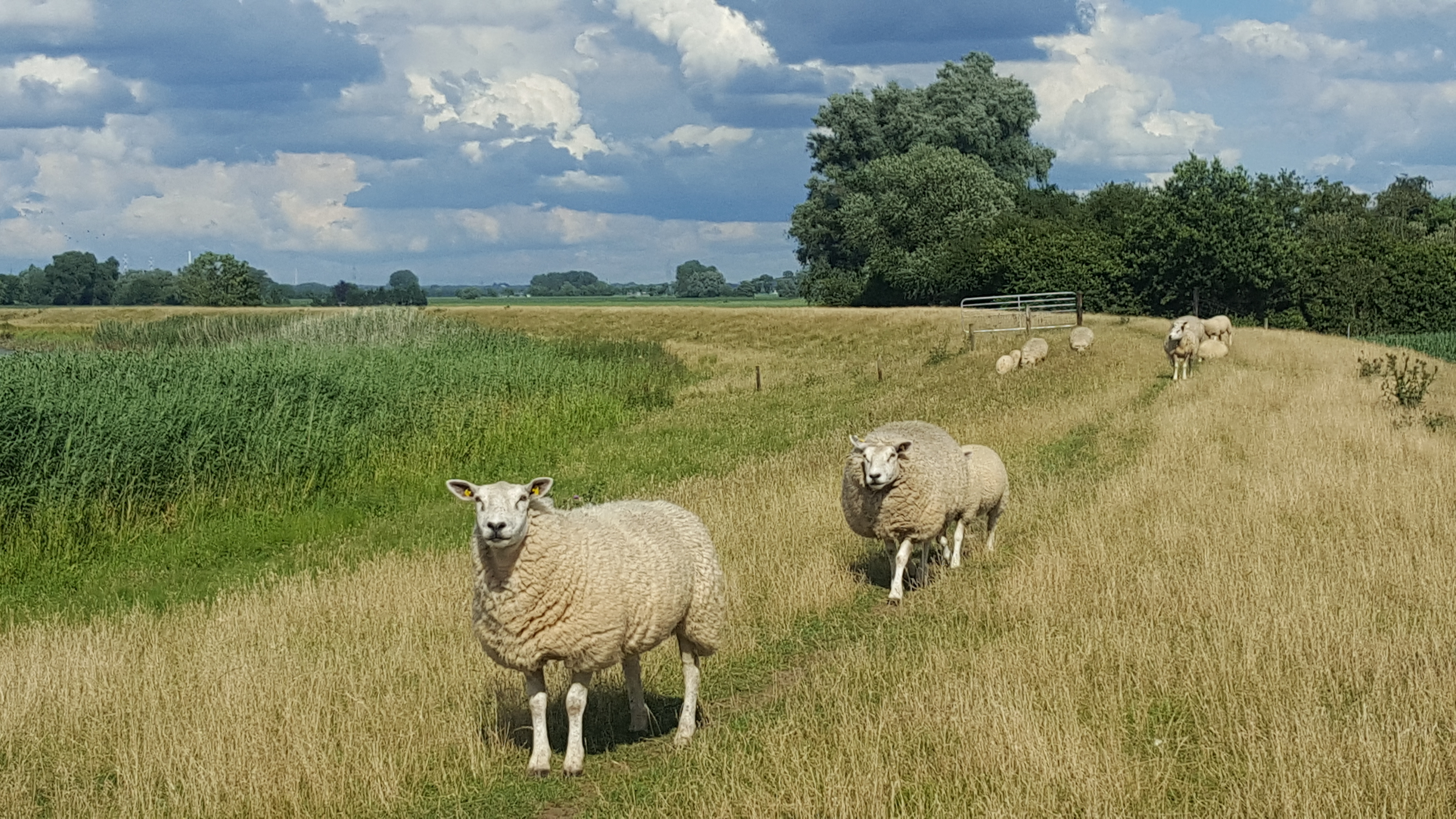 Schafe auf dem Deich an der Hunte schafe-auf-dem-deich