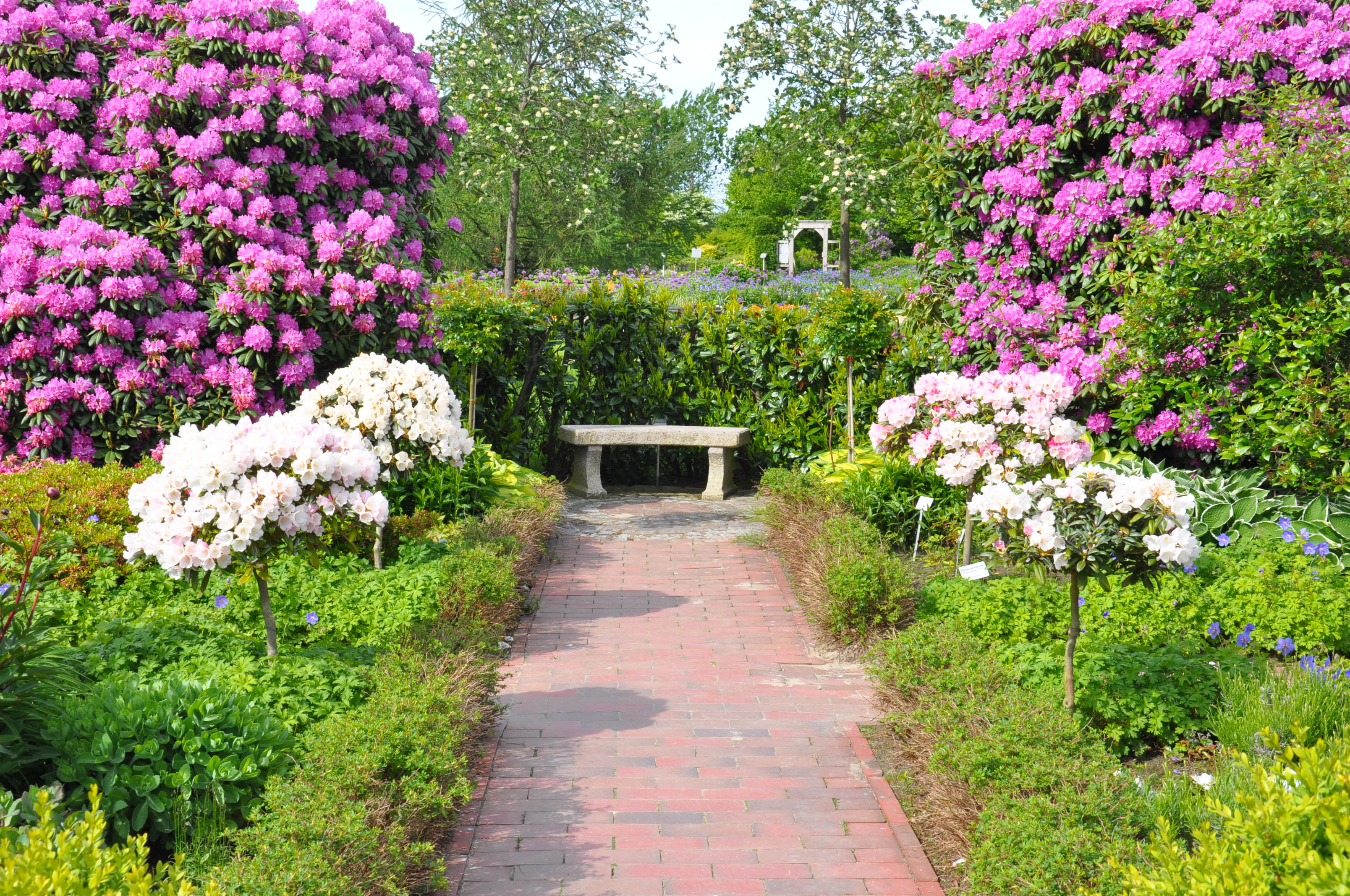 Rhodoblüte im Park der Gärten rhodo-park-der-gärten